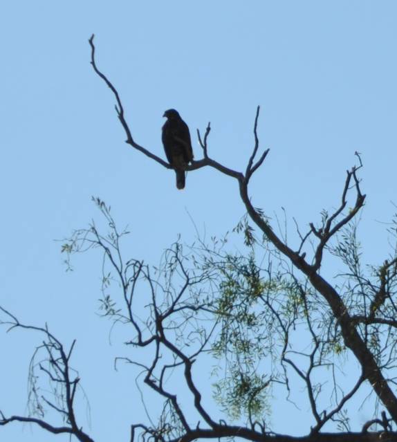 Se vêem pássaros à todo momento no Chaco paraguaio